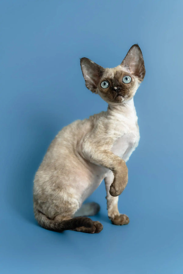 Olivia | devon rex kitten