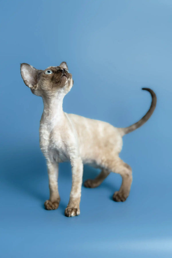 Olivia | devon rex kitten