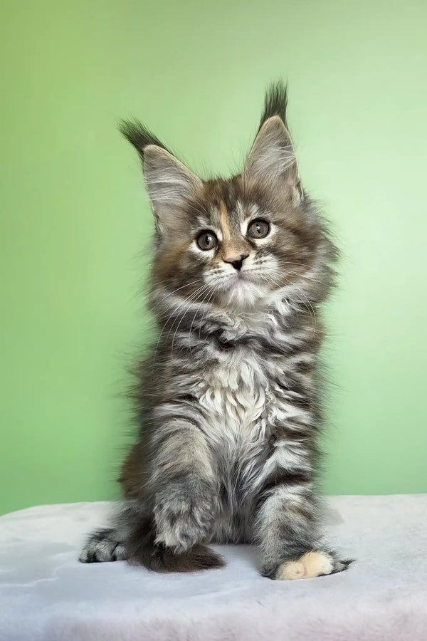 Olivia | maine coon kitten