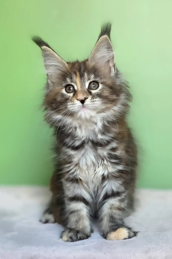 Olivia | maine coon kitten