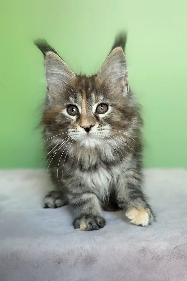 Olivia | maine coon kitten