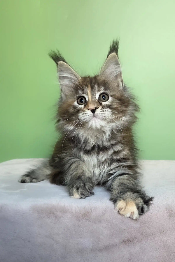 Olivia | maine coon kitten