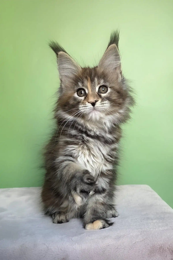Olivia | maine coon kitten
