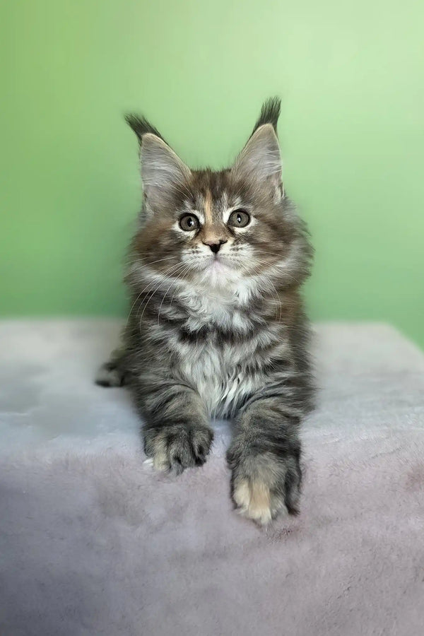 Olivia | maine coon kitten