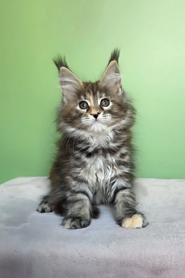 Olivia | maine coon kitten