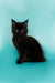 Black Maine Coon kitten with fluffy fur and alert ears, perfect for cuddles