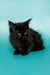 Fluffy black Maine Coon kitten with bright eyes in the Olivia product line