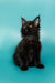 Black Maine Coon kitten, Olivia, with ear tufts and fluffy fur. Perfect Coon kitten!