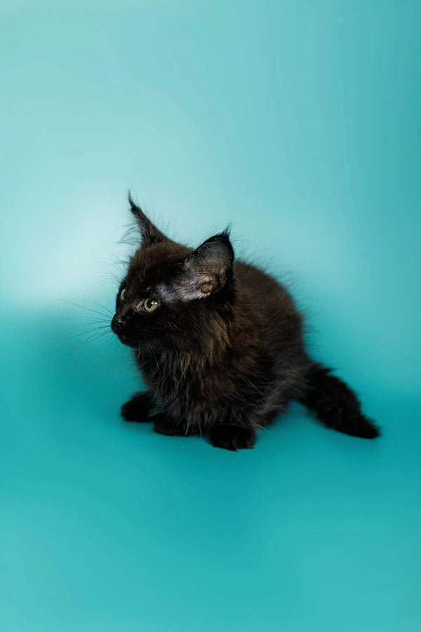 Cute Black Fluffy Maine Coon Kitten with Alert Ears and Bright Eyes for Olivia