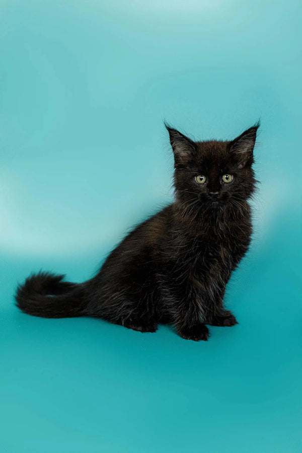 Black Maine Coon kitten with fluffy fur and alert expression in Olivia product