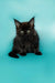 Fluffy black Maine Coon kitten with bright eyes sitting up, super adorable and playful