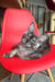 Gray Maine Coon cat lounging on a red chair, showcasing the Olivia Maine Coon Kitten product