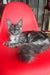 Gray Maine Coon cat named Olivia, the ultimate adorable kitten for cat lovers