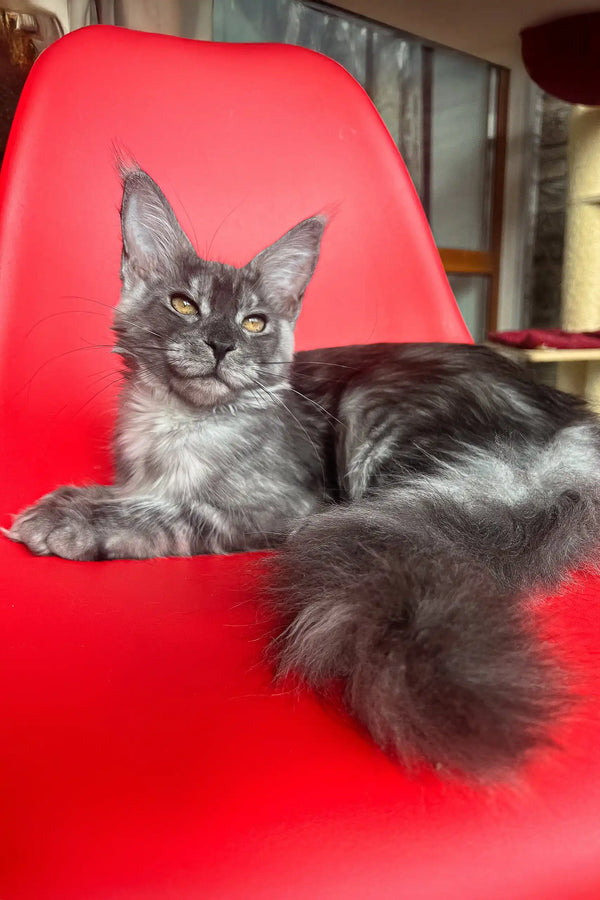 Gray Maine Coon cat in Olivia Maine Coon Kitten product, super cute and fluffy!