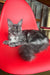 Adorable Gray Maine Coon cat from the Olivia Maine Coon Kitten collection