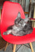 Gray Maine Coon kitten Olivia chilling on a cozy red chair