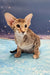 Olivia | oriental shorthair kitten