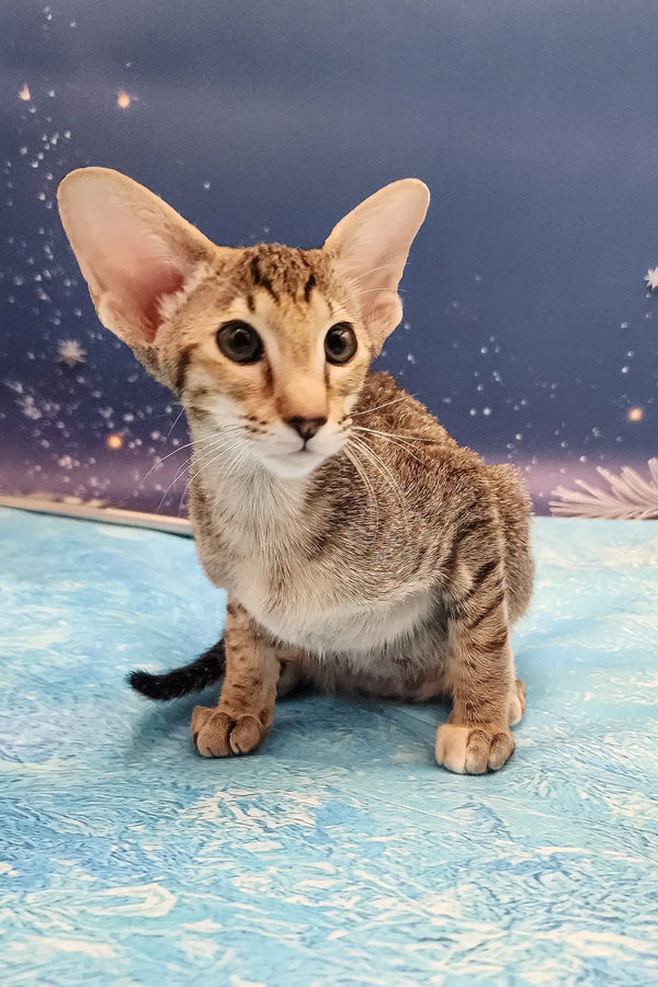 Olivia | oriental shorthair kitten