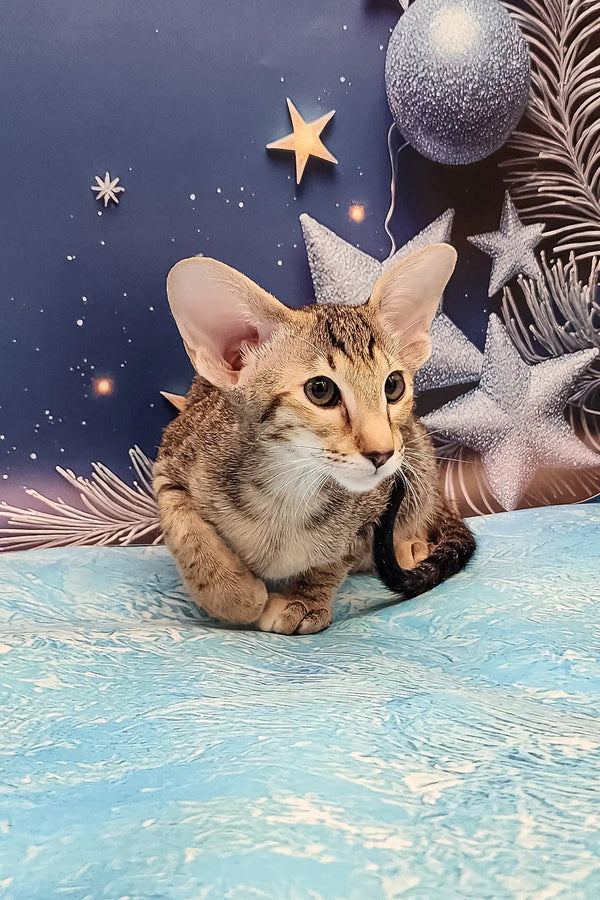 Olivia | oriental shorthair kitten