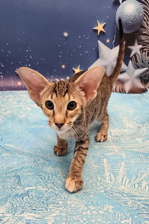 Olivia | oriental shorthair kitten