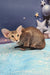 Olivia | oriental shorthair kitten