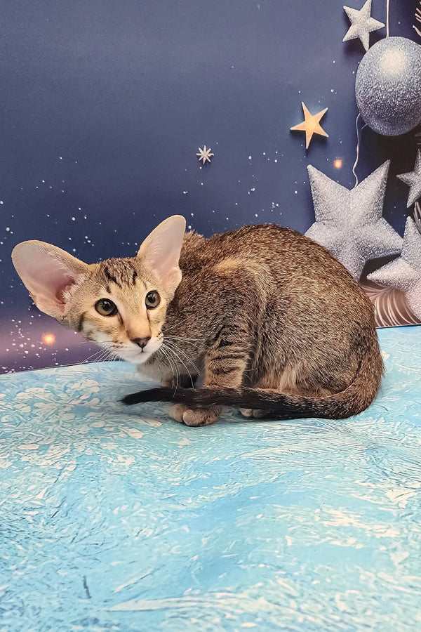 Olivia | oriental shorthair kitten