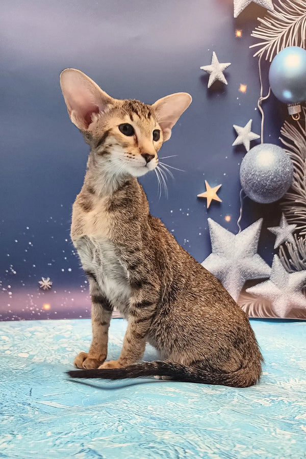 Olivia | oriental shorthair kitten