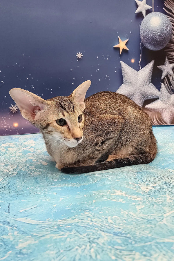 Olivia | oriental shorthair kitten