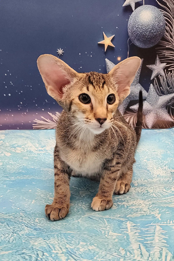 Olivia | oriental shorthair kitten