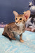 Olivia | oriental shorthair kitten
