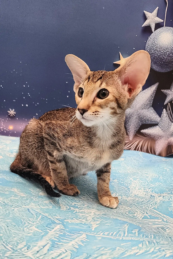 Olivia | oriental shorthair kitten