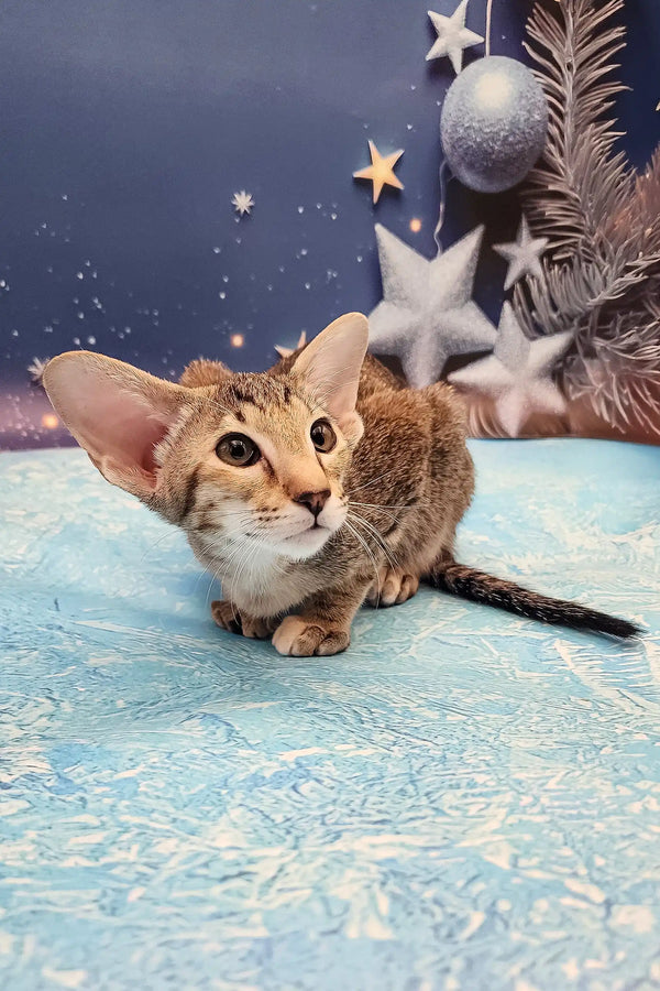 Olivia | oriental shorthair kitten