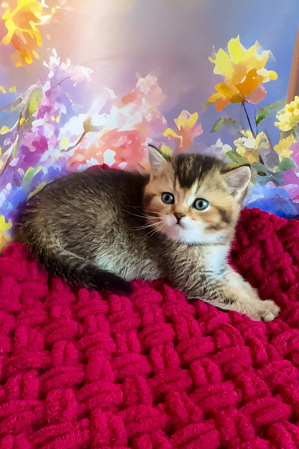 Olivia | scottish straight kitten