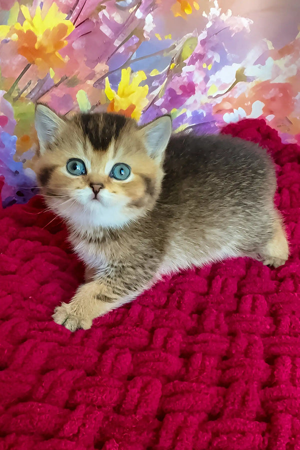 Olivia | scottish straight kitten
