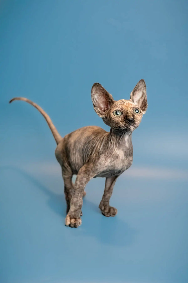 Adorable Hairless Sphynx Kitten Olivia showcasing her captivating features and unique coat color