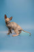 Adorable Hairless Sphynx kitten with captivating features and large ears in Olivia product