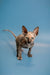 Adorable Olivia, a captivating Sphynx kitten with wrinkled skin, on a blue surface