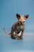 Captivating female Sphynx kitten with large ears and wrinkled skin on display