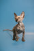 Adorable Sphynx kitten named Olivia with large ears and wrinkled skin, captivating female