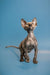 Hairless Sphynx kitten Olivia with large ears and charming wrinkled skin standing tall