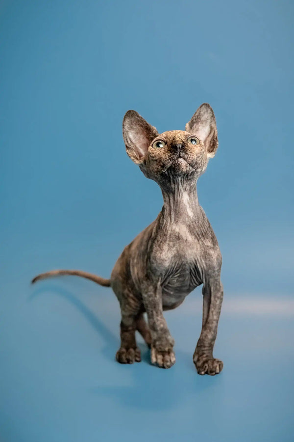 Hairless Sphynx kitten Olivia with large ears and charming wrinkled skin standing tall