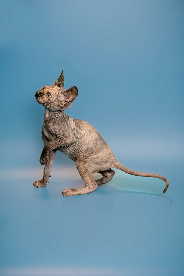 Sphynx kitten, Olivia, alert and charming with her unique wrinkled skin