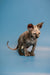 Captivating female Sphynx kitten with large ears and wrinkled skin standing proud