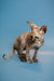 Hairless Sphynx kitten Olivia with wrinkled skin and large ears, captivating female