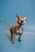 Adorable Hairless Sphynx Kitten Olivia with large ears and wrinkled skin