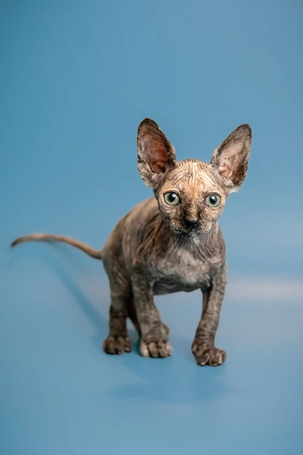 Adorable Hairless Sphynx Kitten Olivia with large ears and captivating personality