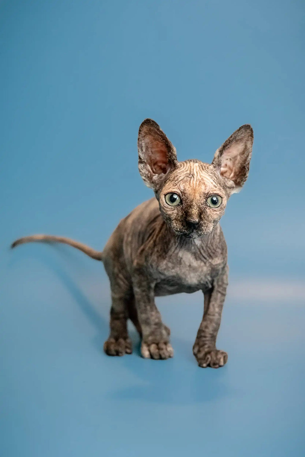 Hairless Sphynx Kittens for Sale Olivia | Kitten