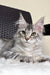 Silver tabby Maine Coon kitten named Olivka lounging cutely