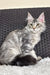 Cute Silver Tabby Maine Coon Kitten named Olivka looking playful and adorable