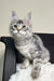 Silver tabby Maine Coon kitten named Olivka, super cute and fluffy!